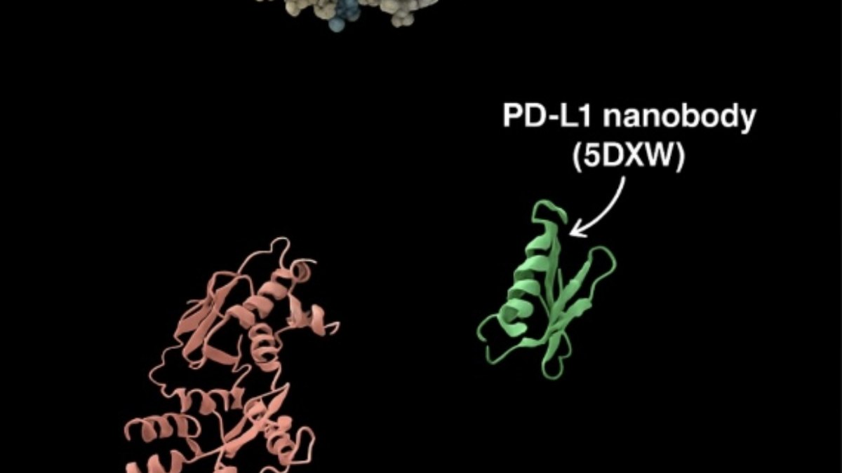 Binding affinity and molecular recognition — a ligand seated in a complementary protein binding pocket, studied at Panacea Bio Chem by Bogdan Dicoias